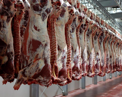 Swing sides hanging weight (288 lbs.)
BC Supreme Meats is proud to offer Half carcasses of a variety of grades to meet your needs.
We are a federally inspected plant that supplies quality beef that you can break down to fit your needs and specialty cuts
